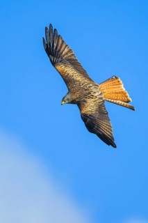 Red Kite, Milvus milvus, bird in flight