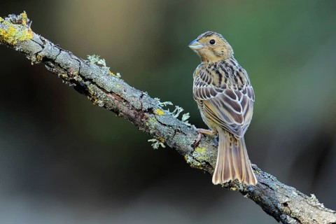Corn Bunting (Emberiza calandra) juvenile, Andalusia, Spain