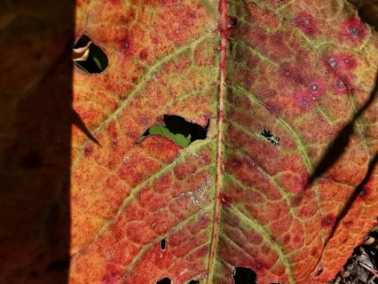 Close-up of a red, weathered leaf with visible texture, hiking in the Franconian Forest nature park