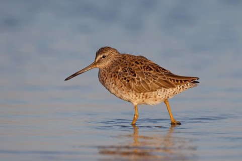 Short-billed Dowitcher (Limnodromus griseus) foraging, Florida, USA