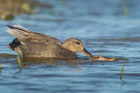 Gadwall (Mareca strepera) mating pair, Schleswig-Holstein, Germany