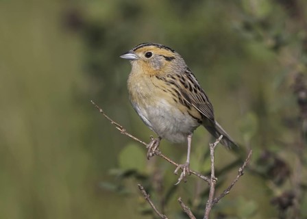 Le Conte's Sparrow (Ammodramus leconteii), North Dakota, USA