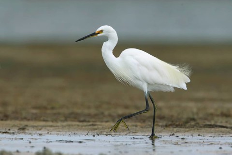 Little Egret (Egretta garzetta) foraging, Victoria, Australia