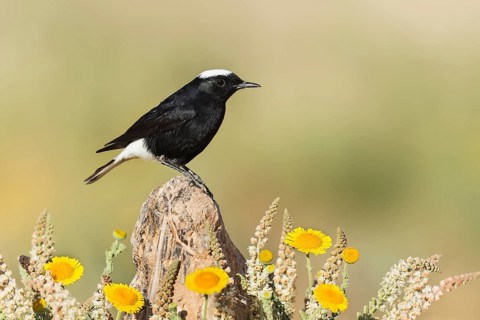 White-crowned Wheatear (Oenanthe leucopyga), Eilat, Israel