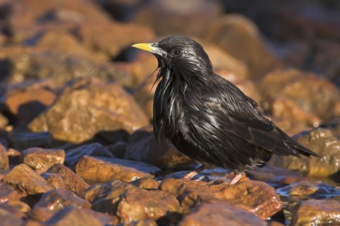 Spotless Starling (Sturnus unicolor), Extremadura, Spain