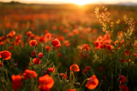 Golden rays of a setting sun illuminate a lush field of Papaver rhoeas, commonly known as common