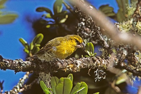 Maui Parrotbill, Pseudonestor xanthophrys, Endangered, Hawaiian Honeycreeper