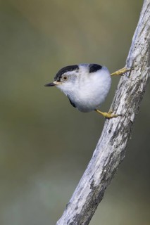 Varied Sittella (Daphoenositta chrysoptera), Victoria, Australia