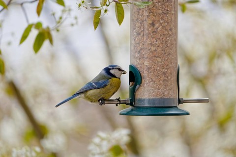 Blue tit (Cyanistes caeruleus) eating seeds from a feeder. seasonal bird feeding. Bad Salzschlirf,