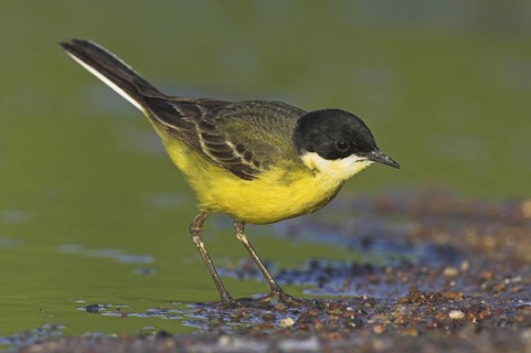 Western Yellow Wagtail (Motacilla flava feldegg), Lesvos, Greece