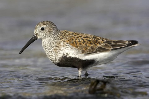 Dunlin (Calidris alpina), British Columbia, Canada