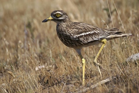 Eurasian Stone-curlew (Burhinus oedicnemus), Madrid, Spain
