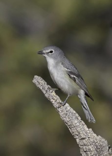 Plumbeous Vireo (Vireo plumbeus), New Mexico, USA