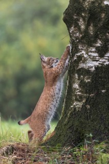 One young Eurasian lynx, (Lynx lynx), standing erected and sharpening his claws on a birch tree, a