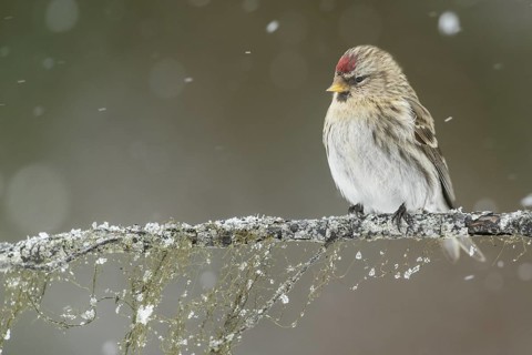 Common Redpoll (Acanthis flammea), Alaska, USA