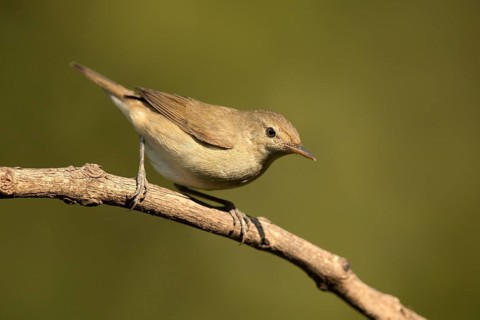 Blyth's Reed Warbler (Acrocephalus dumetorum), Kerala, India