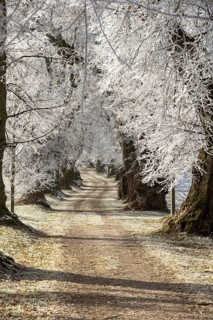 Snow-covered avenue creates a peaceful and quiet winter landscape, Linden avenue near Maria Schnee,