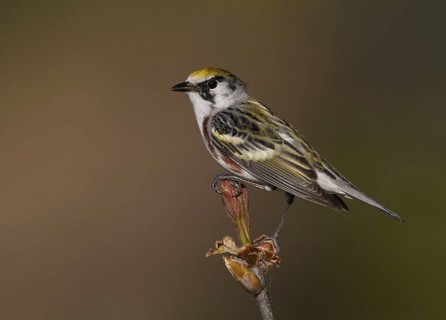 Chestnut-sided Warbler (Setophaga pensylvanica), Ohio, USA