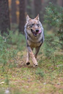 One young male eurasian gray wolf (Canis lupus lupus) running thru a forest with rocks and heather.