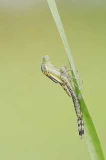 Willow Emerald Damselfly (Chalcolestes viridis) hatching, hatching, larva, dragonfly larva, North