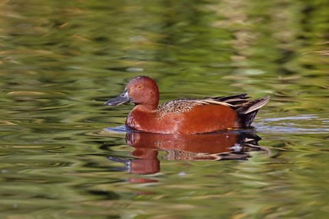 Cinnamon Teal Anas cyanoptera Tucson, Arizona, United States 20 January Adult Male in breeding