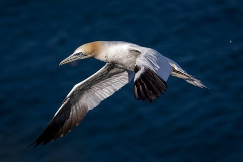 Northern Gannet (Morus bassanus), flying, East Yorkshire, United Kingdom