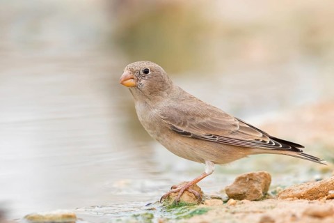 Desert Finch, Finch Family, Finch, Trumpeter Finch, (Rhodopechys githaginea), Roselin githagine,