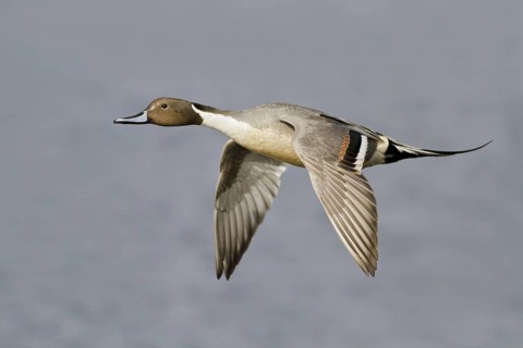 Northern Pintail (Anas acuta) male flying, British Columbia, Canada