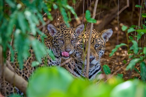 A jaguar young licking its lips and keeping an eye on its surroundings, Jaguar (Panthera onca),