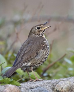 Song Thrush (Turdus philomelos) singing, Schleswig-Holstein, Germany