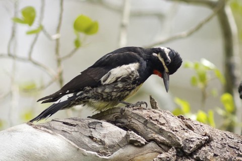 Williamson's Sapsucker (Sphyrapicus thyroideus) in Sierra County California
