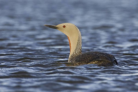 Red-throated Loon (Gavia stellata), Iceland