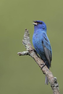 Indigo Bunting (Passerina cyanea) male, West Virginia, USA
