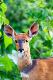 Bushbuck (Tragelaphgus scriptus) Aberdare National Park Kenya