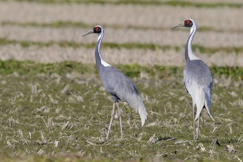 White-naped Crane (Antigone vipio), Arasaki, Japan