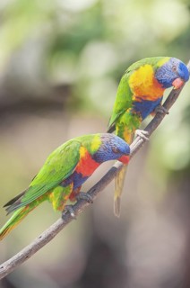 Rainbow Lorikeets (Trichoglossus haematodus), Lone Pine Koala Sanctuary, Brisbane, Queensland,