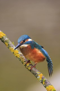 Common Kingfisher (Alcedo atthis) juvenile, Austria