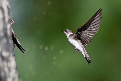 Sand martin (Riparia riparia), approaching the breeding tube, Reussegg nature reserve, Canton