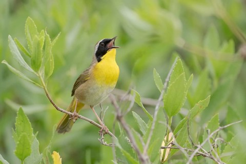 Common Yellowthroat (Geothlypis trichas) male singing, Texas, USA