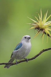 Blue-grey Tanager (Thraupis episcopus), Costa Rica