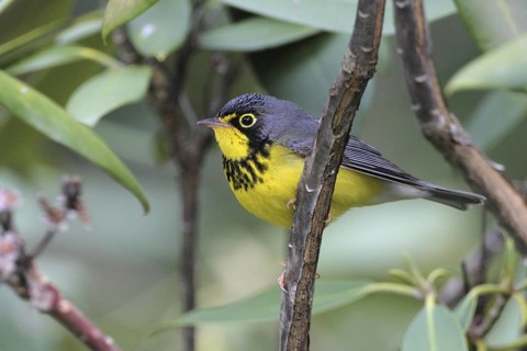 Canada Warbler (Cardellina canadensis), West Virginia, USA
