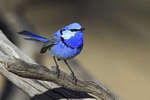 Splendid Fairywren (Malurus splendens) male, Queensland, Australia