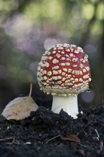 Fly agaric (Amanita muscaria), Emsland, Lower Saxony, Germany
