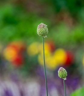 Ornamental leeks (Allium sp.), buds, North Rhine-Westphalia