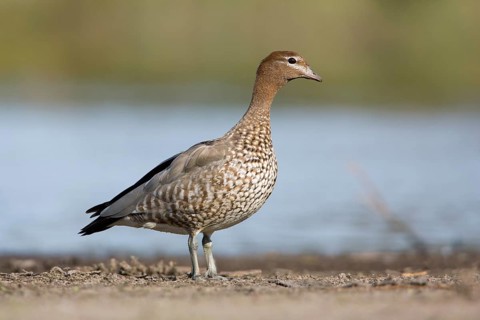 Maned Duck (Chenonetta jubata) female, Victoria, Australia