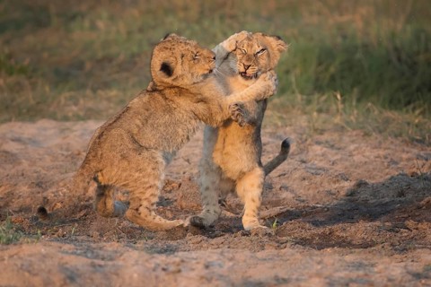 African Lion (Panthera leo) two cubs playing, Okavango Delta, Botswana