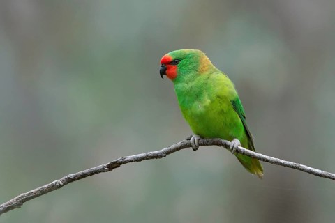 Little Lorikeet (Parvipsitta pusilla), Victoria, Australia
