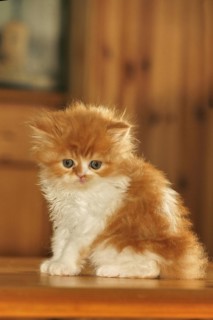 Persian cat, long-haired cat