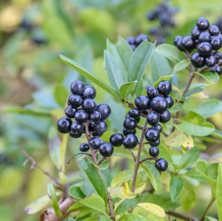 Rain willow (Ligustrum vulgare), Germany