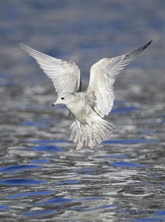 Mew Gull (Larus canus brachyrhynchus) flying, Alaska, USA